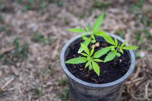 Close-up of cannabis plant growing in a potted. Hemp green leaf for medical. Space for text. Concept of cannabis plantation for medical photo