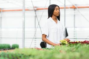 Spring and seedlings. Smiling african american girl in apron carries a box with young plants on flowers background in interior of greenhouse photo