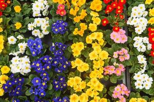 Colorful background from garden of flowers and berries, top view. photo