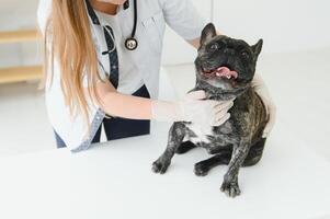 Veterinarian woman examines the dog and pet her. Animal healthcare hospital with professional pet help photo