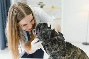 Veterinarian vaccinating dog in light clinic photo