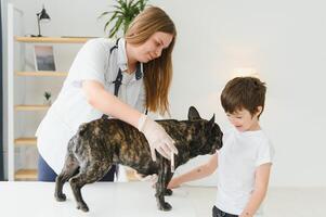 Veterinarian woman examines the dog and pet her. Animal healthcare hospital with professional pet help photo