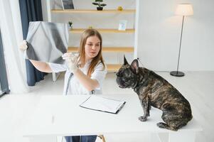 Veterinarian doctor with French bulldog at vet ambulance. photo