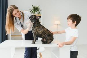 The boy with his dog to the vet. French bulldog in a vet clinic. photo