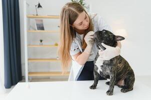 medicine, pet care and people concept - close up of french bulldog dog and veterinarian doctor hand at vet clinic. photo