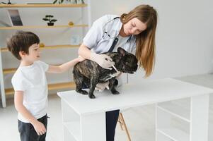 The boy with his dog to the vet. French bulldog in a vet clinic. photo