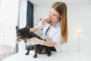 medicine, pet care and people concept - close up of french bulldog dog and veterinarian doctor hand at vet clinic. photo