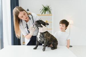 The boy with his dog to the vet. French bulldog in a vet clinic. photo