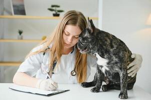 Veterinarian woman examines the dog and pet her. Animal healthcare hospital with professional pet help photo