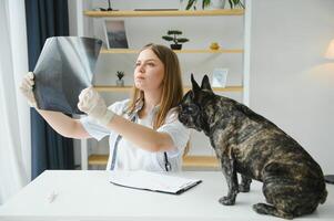 Cute French Bulldog breed at a vet doctor's appointment. photo