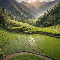 hermosa terrazas arroz campo foto