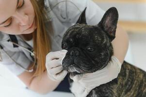 Veterinarian woman examines the dog and pet her. Animal healthcare hospital with professional pet help photo