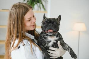 medicine, pet care and people concept - close up of french bulldog dog and veterinarian doctor hand at vet clinic photo