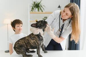 The boy with his dog to the vet. French bulldog in a vet clinic. photo