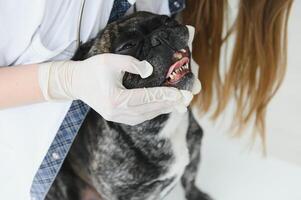 retrato de un francés buldog. veterinario medicina concepto. árbol genealógico perros. gracioso animales mezclado medios de comunicación foto