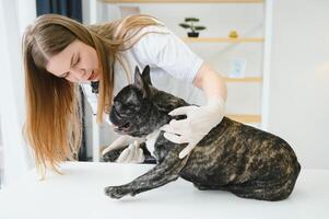 medicine, pet care and people concept - close up of french bulldog dog and veterinarian doctor hand at vet clinic. photo