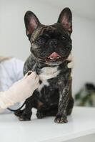 Portrait of a French Bulldog. Veterinary medicine concept. Pedigree dogs. Funny animals. photo