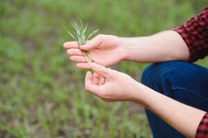 A young farmer inspects the quality of wheat sprouts in the field. The concept of agriculture photo