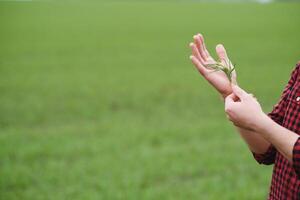 Close up of farmer's hand holding young sprout above petri dish photo