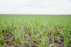 Sprouts of young barley or wheat that have just sprouted in the soil, dawn over a field with crops. photo