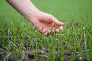 Close up of the farmer's hands holding young wheat sprout from the latest seeding. Agronomist explores the quality of the sowing and checks the growth progress. Spring and farming concept photo