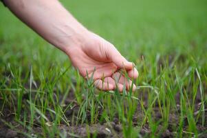 A young farmer inspects the quality of wheat sprouts in the field. The concept of agriculture photo