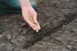 A woman's hand puts the seeds of a plant in the ground to help it grow and protect it. The concept of caring for plants and growing organic products photo