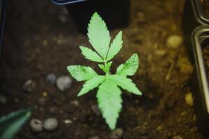 Marijuana Leafs Grow Op. Marijuana plants growing under artificial lights in a grow op photo