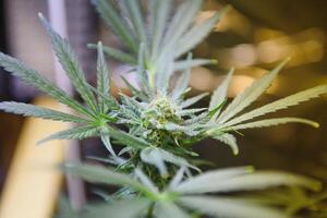 Indoor Marijuana bud under lights. Cola, Calyx, Trichome, and Pistil, and leaves are visible photo