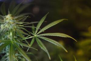 Marijuana Leafs Grow Op. Marijuana plants growing under artificial lights in a grow op photo