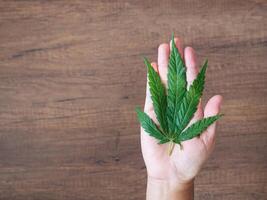 parte superior ver de canabis hoja en mano con de madera mesa antecedentes. espacio para texto. madera textura antecedentes. cáñamo hierba verde hojas para medicinal. granja marijuana plantación concepto foto