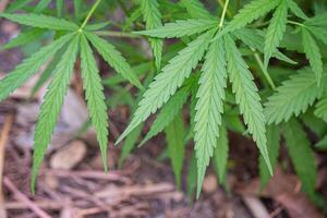 Close-up of cannabis plant growing at the outdoor farm. The texture of marijuana leaves. Concept of cannabis plantation for medical photo