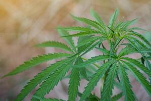 de cerca de canabis planta creciente a al aire libre granja. el textura de marijuana hojas. concepto de canabis plantación para médico foto