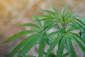 Close-up of cannabis plant growing at outdoors farm. The texture of marijuana leaves. Concept of cannabis plantation for medical photo