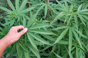 Close-up of hand woman touching cannabis leaf at an outdoor marijuana farm. The texture of marijuana leaves. Concept of cannabis plantation for medical photo