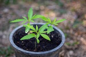 Close-up of cannabis plant growing in a potted. Hemp green leaf for medical. Space for text. Concept of cannabis plantation for medical photo