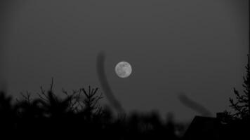 Moonrise over tree branches photo