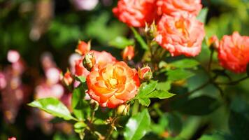 radiante rosas de madeira botánico jardín foto