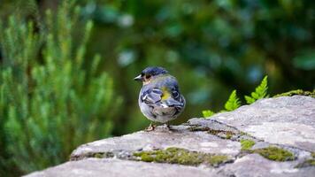 A Small Bird with a Vivid Plumage Pauses on a Moss-Covered Rock photo