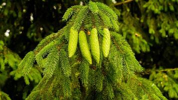 Verdant Fir Cones in Springtime Growth photo