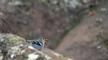 Blue-headed bird with striking eye detail peeks over a rock, set against a bokeh wilderness background photo