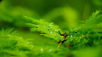 Leafy Dewdrops - Morning Freshness photo