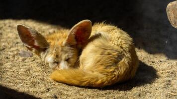 A curled-up fennec fox naps in the sunlight, its large ears prominently displayed. photo