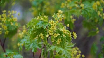 Spring's Flourish - Yellow Blooms and Fresh Greens photo