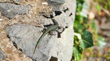 Basking in the Sun - A Green Lizard Clings to the Warm, Textured Stone Wall photo