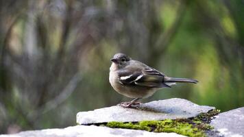 A Bird Rests on a Mossy Stone in a Tranquil Forest Setting photo