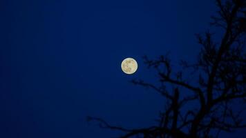 Moon Amidst the Branches photo