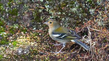 Colorful chaffinch standing among moss and twigs on the forest ground photo