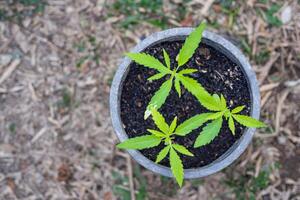 Top view of cannabis plant growing in a potted. Hemp green leaf for medical. Space for text. Farm marijuana plantation concept photo