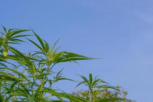 The landscape of cannabis green leaves swaying in the wind with the sky background. Concept of cannabis plantation for medical photo